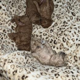Poodle Puppies from Breahna Snay