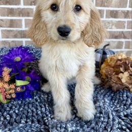 Hannah - Cream female Goldendoodle puppy in Caddo Mills, Texas from Fire Wife Doodles