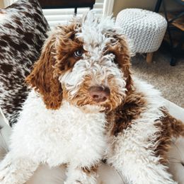 Pretzel - Bernedoodle