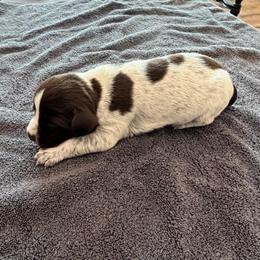 Boy 3 - Brown and gray male Wirehaired Pointing Griffon puppy in Shelley, Idaho from Western Gundogs