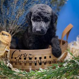 Cruz - Sable male Poodle puppy in Greenville, North Carolina from Grace Poodles