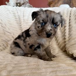 Stella - Blue merle female Miniature Australian Shepherd puppy in New Hampton, Iowa from Full River Australian Shepherds