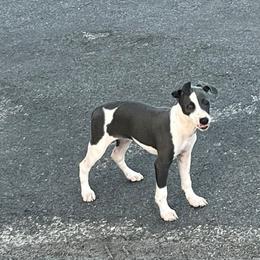 Italian Greyhound Puppies from Fisher Link