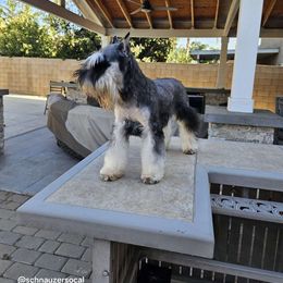 Chloe Nev - Miniature Schnauzer