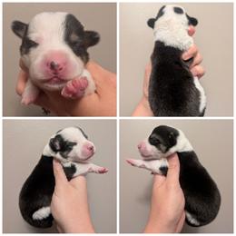 Eminem - Black and tan male American Corgi puppy in Garrett, Indiana from Chloe's Colorful Corgis