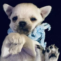 Sophia - Cream female Chihuahua puppy in Rocky Mount, Virginia from Teeny Chihuahuas