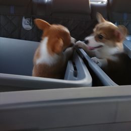 Cardigan Welsh Corgi and Pembroke Welsh Corgi Puppies from Victory Crown
