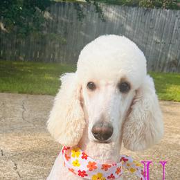 Poodle Puppies from Semmy’s standard Poodle