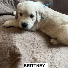 Girl 2 - female Golden Retriever puppy in Berea, Kentucky from Lucky Golden Ranch