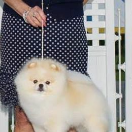 Havanese and Pomeranians from Michelle Soave