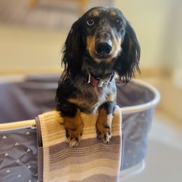 Dachshund Puppies from Sterling Dachshunds