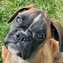 Girl 1 - Boxer puppy in Eagle, Idaho from Eagle ID Boxers