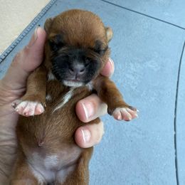 English Creek's Female - Red and white female Staffordshire Bull Terrier puppy in Lakeland, Florida from Blueline Staffords