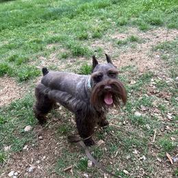 Mac - Miniature Schnauzer