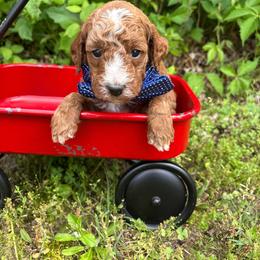 Aladdin - Red  male Goldendoodle puppy in Calico Rock, Arkansas from Cottrell’s Poodles & Doodles