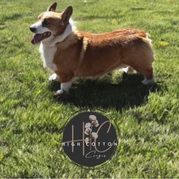 Kane - Pembroke Welsh Corgi