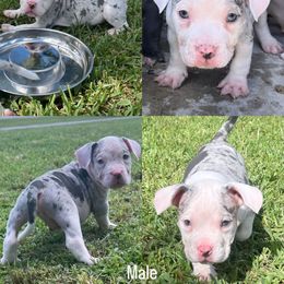 American Bully Puppies from King Bane's Bullies