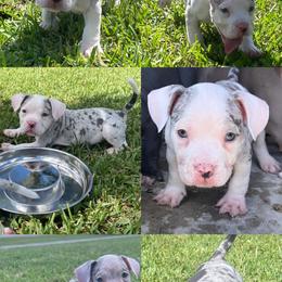 American Bully Puppies from King Bane's Bullies