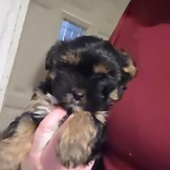 Midnight - Black male Shorkie puppy in North English, Iowa from Countryside Yorkies