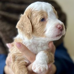 Goldendoodle Puppies from Loving Doodles