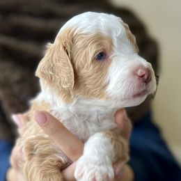 Goldendoodle Puppies from Loving Doodles