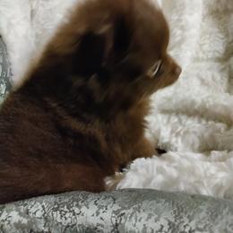 Pomeranian Puppies from Cutie Poms