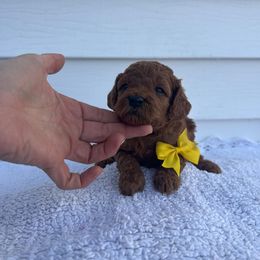 Boy 2 - male Poodle puppy in Mint Hill, North Carolina from DoodleForever