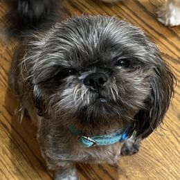 Domino - Shih Tzu