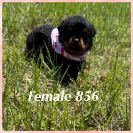Female 856 - Black and mahogany female Rottweiler puppy in Ocala, Florida from Southeast Companion & Protection Dogs