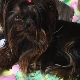 Yorkshire Terriers from Tamsyorkies