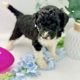 Flora - Black and white female Aussiedoodle puppy in Eastman, Georgia from Dood B Ranch