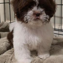 Boy One dark blue collar - Brindle and white male Shih Tzu puppy in New Bern, North Carolina from Kuddly Creatures