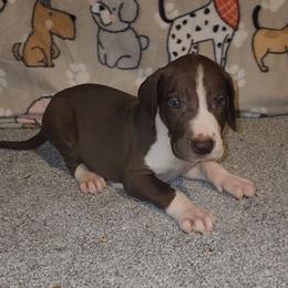 Kingston - Chocolate and white male Great Dane puppy in Walker, Louisiana from La Rebel Danes