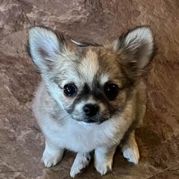 Grace - Fawn and white female Chihuahua puppy in Tecumseh, Oklahoma from Callie’s Happy Chihuahuas, Callie’s Happy Treasures LLC