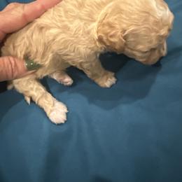 Boy 1 - Brown male Maltipoo puppy in Brooksville, Florida from DeVall Maltipoos