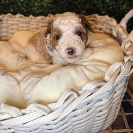 Sutton - Parti male Goldendoodle puppy in Cocoa, Florida from The Beach Doodles
