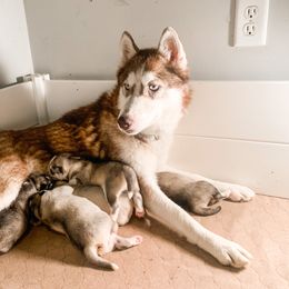 Sheba - Siberian Husky
