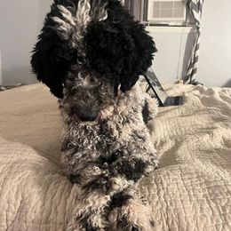 Australian Labradoodles and Labradoodles from Multigenerational Labradoodles of Central TX