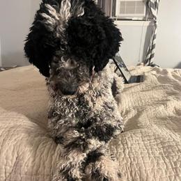 Australian Labradoodles and Labradoodles from Multigenerational Labradoodles of Central TX