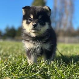 Aphrodite - Black and white female Pomsky puppy in Oak Harbor, Washington from Island Pomskies