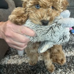 Cockapoo Puppies from M&M Cockapoos of Iowa