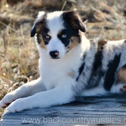 Jazzy - Blue merle female Miniature American Shepherd puppy in Baker City, Oregon from Back Country Aussies