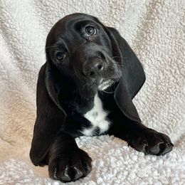 Frenchie - Black and white female Basset Hound puppy in Kingsport, Tennessee from Bear’s Bassets