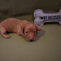 Donatello - Red male Dachshund puppy in Quemado, New Mexico from TNT Dachshunds