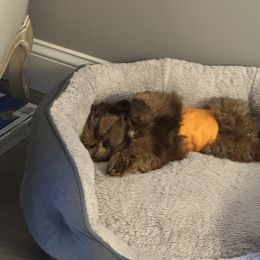 Shih Tzu Puppies from Magnolia Tzus