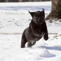 Labrador Retriever Puppies from Showtime Labradors