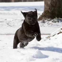 Labrador Retriever Puppies from Showtime Labradors