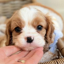 Cavalier King Charles Spaniel Puppies from Hill country cavaliers