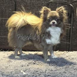 Jack/JJ - Chihuahua