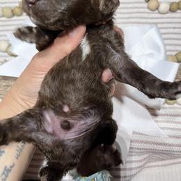 Boy 6 - male Poodle puppy in Statesville, North Carolina from Magnolia Crown’s Standard Poodles